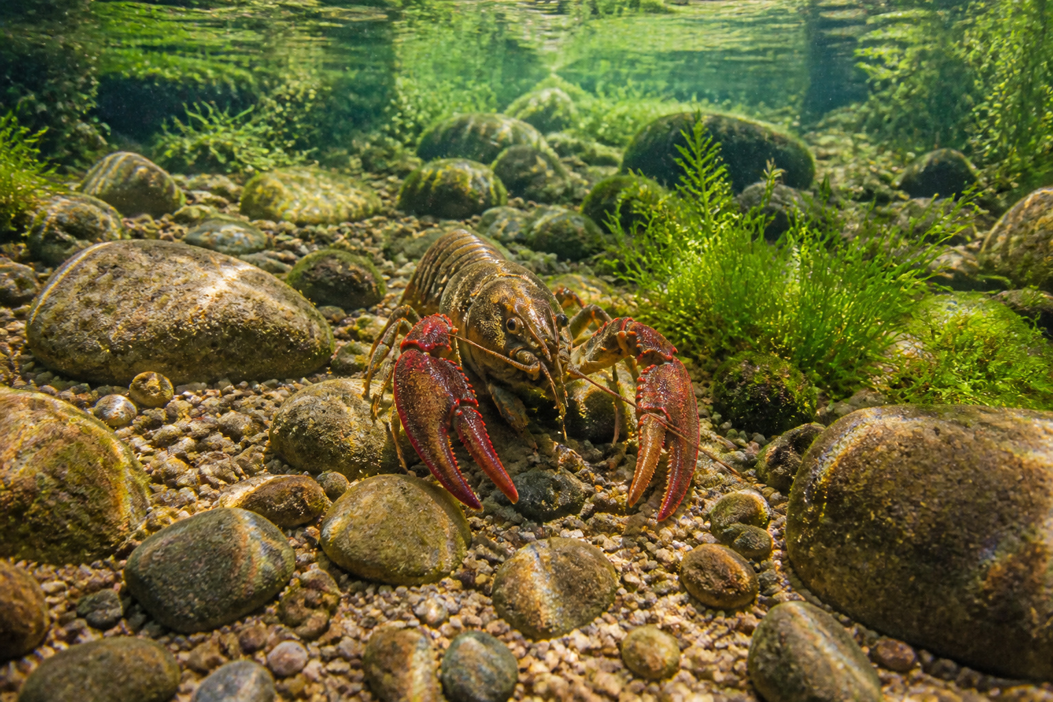Ecrevisse a pattes rouges dans son habitat naturel