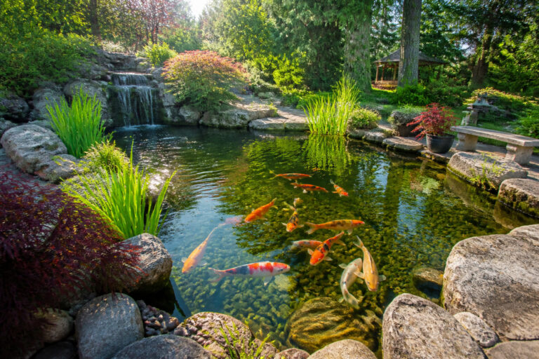 Etang de jardin paisible avec poissons koi