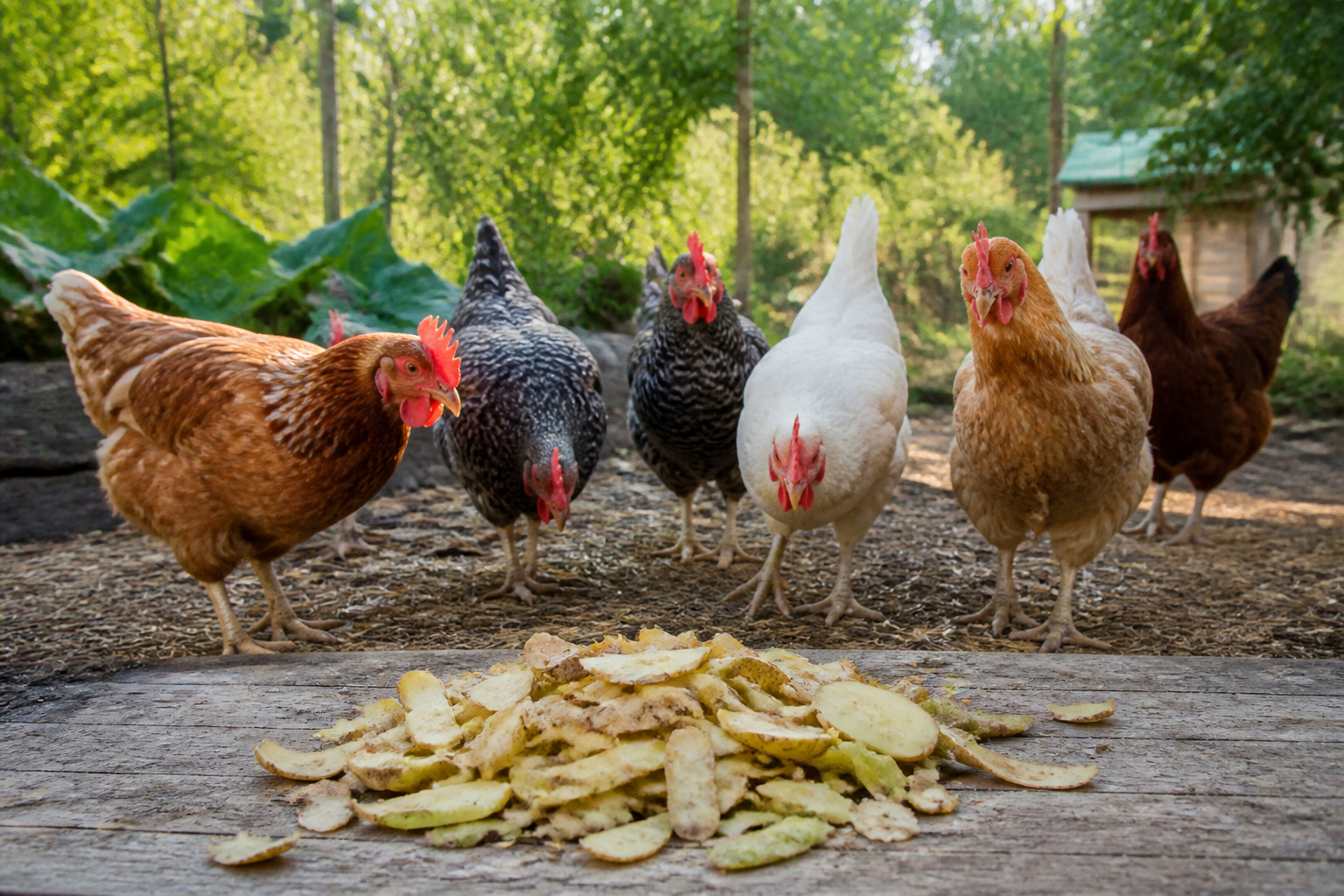 Poules curieuses observant des epluchures de pommes de terre